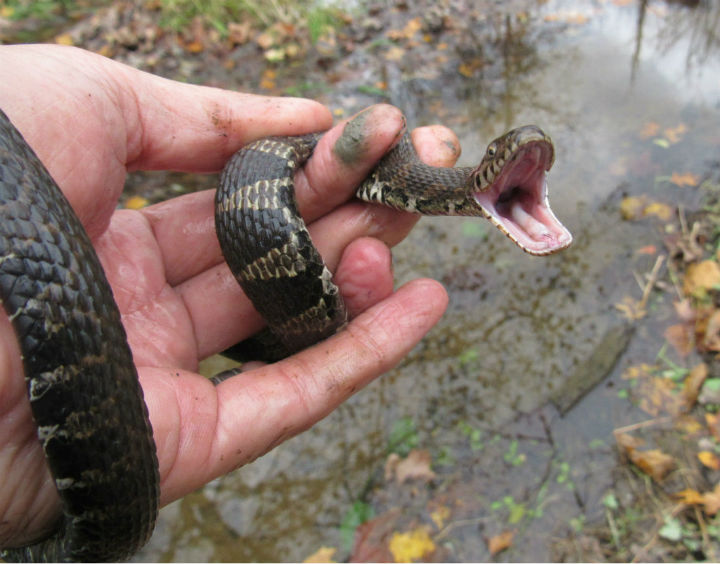 Northern Water Snake